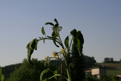 MG_4632_ergebnis